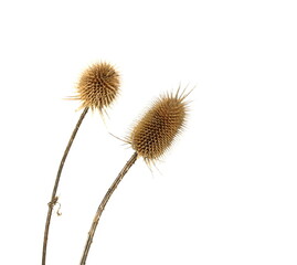 Obraz premium Dry thistle isolated on a white background