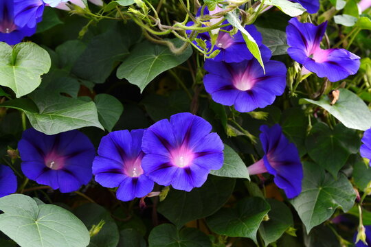 beautiful blue morning glory flowers. Ipomoea indica is a species of flowering plant in the family Convolvulaceae, known by several common names, including Blue morning glory, Oceanblue morning glory
