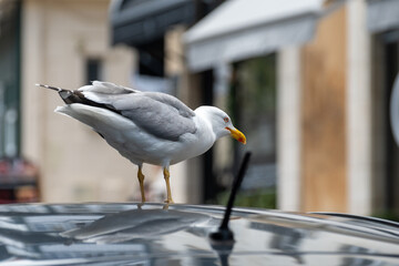 Seagull sea bird in touristic Biarritz city, Basque Country, Bay of Biscay of Atlantic ocean, France