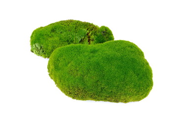 moss isolated on white background