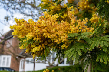 Spring blossom of acacia dealbata, silver wattle, blue wattle or mimosa, species of flowering plant in legume family Fabaceae