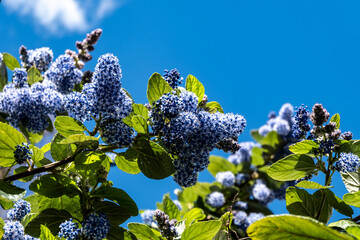 Blue flowers of eltleaf ceanothus, island ceanothus, and island mountain lilac in London's garden,...