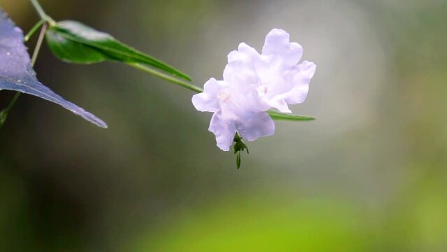 Strobilanthes sp. trobilanthes is a genus of about 350 species of flowering plants in the family Acanthaceae
