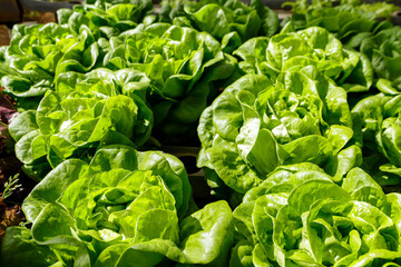 Planting hydroponic flat lettuce in a greenhouse, highlighting the green and focusing on its leaves.
