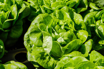 Planting hydroponic flat lettuce in a greenhouse, highlighting the green and focusing on its leaves.
