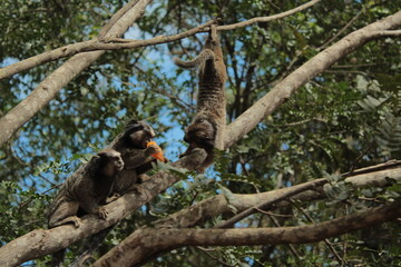 Saguis Comendo 2