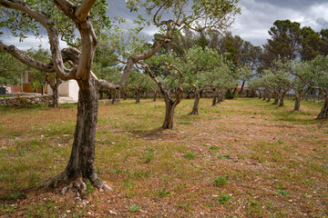 Olive orchard. Agricultural tourism in Sicily, Italy, Europe
