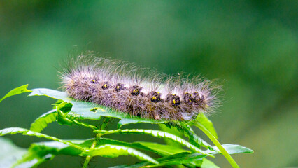 Close-up hairy caterpillars walk on leaves with a natural background