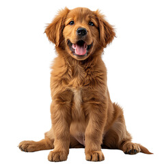 Fototapeta premium Cute golden retriever puppy.