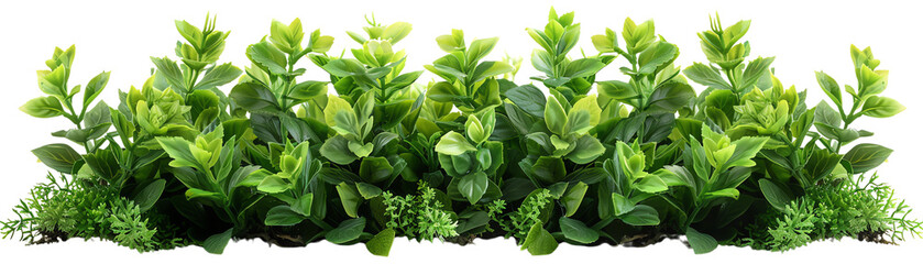 Obraz premium Green hedge background for a photo shoot or video production.