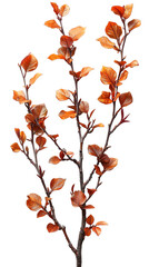 Orange plant with tiny leaves on black background