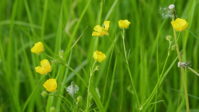Beautiful flowers. Summer wind whimsical care eared grass, ranunculus in meadow. Ranunculus flammula.