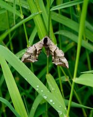 butterfly on a leaf