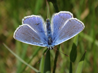 The common blue butterfly (Polyommatus icarus), male  sitting on a blade of grass