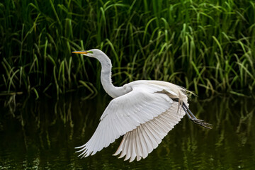 snowy egret in flight