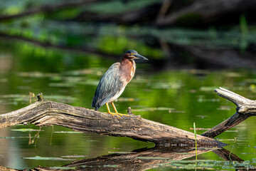 Green heron on a branch