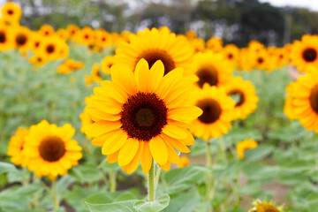 Sunflower field, Beautiful summer landscape.