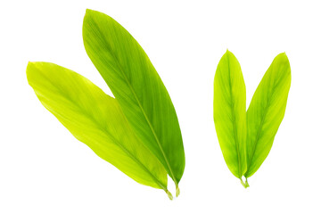 Green leaves of galangal on white background.