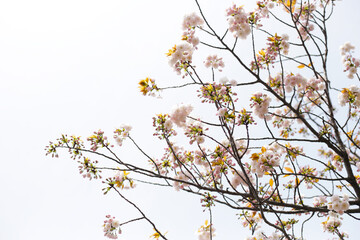 Branches of sakura flowers, cherry blossom