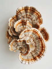 organic turkey tail mushroom in white background hyper realistic 