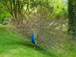 Obraz premium Majestic Display of a Peacock in Full Bloom