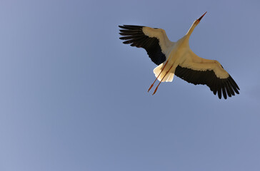 Majestic Flight of a Stork Captured Against a Clear Blue Sky
