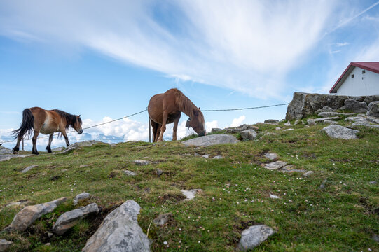 Basque mountains horse pottok grazing on green pasture, Larrun or La Rhune mountain in Basque country, on border of France and Spain