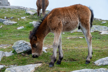 Basque mountains horse pottok grazing on green pasture, Larrun or La Rhune mountain in Basque country, on border of France and Spain