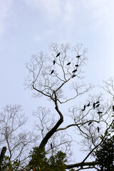 Japanese crows on tree in Yasaka shrine, Kyoto city, Japan