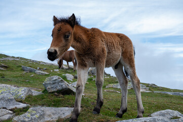 Basque mountains horse pottok grazing on green pasture, Larrun or La Rhune mountain in Basque country, on border of France and Spain