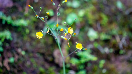 Youngia japonica, commonly called Oriental false hawksbeard. The plant is antitussive and febrifuge