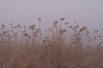 reeds in the fog in spring