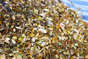Brown dried leaves of rain tree. Dried leaves for composting