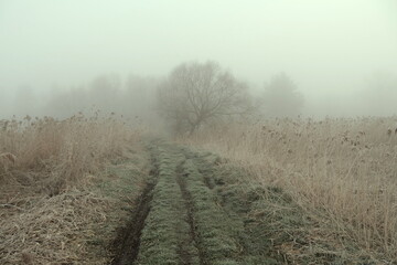 road and cane in a foggy morning