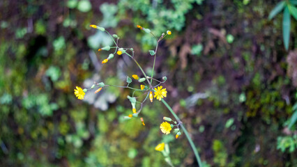 Youngia japonica, commonly called Oriental false hawksbeard. The plant is antitussive and febrifuge