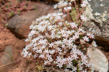 Close up of English stonecrop (sedum anglicum) flowers in bloom