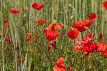 Red poppy flowers in a large field.