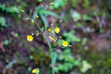 Youngia japonica, commonly called Oriental false hawksbeard. The plant is antitussive and febrifuge