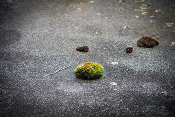 Moss has formed on an old tar roof