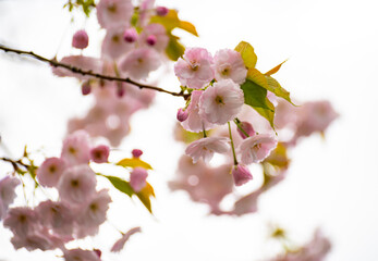 Spring blossom of sakura wild cherry tree in orchard, floral  nature landscape