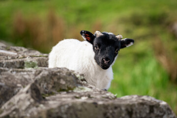 Close up portrait of a small lamb