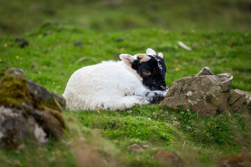 Close up portrait of a small lamb