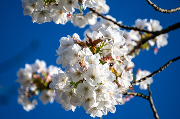 Spring blossom of sakura white cherry tree in orchard, floral  nature landscape with blue sky