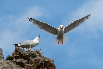 flying seagull with spread wings