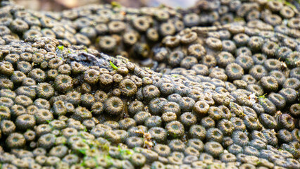 Zoanthus sp. Zoanthus is a genus of anthozoans in the family Zoanthidae