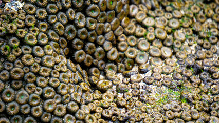 Zoanthus sp. Zoanthus is a genus of anthozoans in the family Zoanthidae