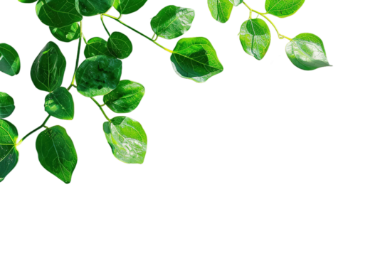 Fresh green leaves on transparent background, space for text