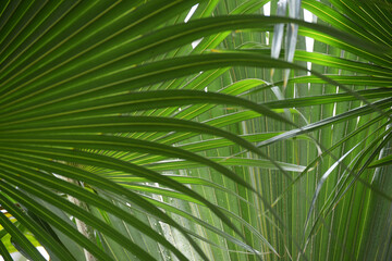 葉模様　自然の造形