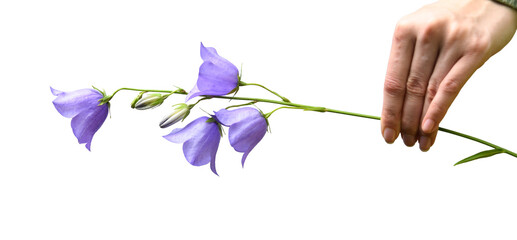 hand holds a branch with sweet purple flowers and buds of the romantic campanula flower with a transparant background