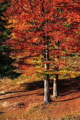 Colorful autumn trees in forest 